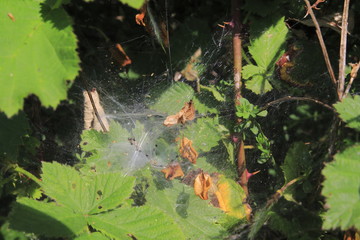 Spinnennetz in einer Brombeerhecke mit verdtrockneten Blättern