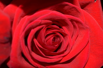 belle rose gros plan