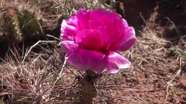 Flowering cactus plants, Pink flowers of Opuntia sp. (polyacantha) in Canyonlands National Park, Utha