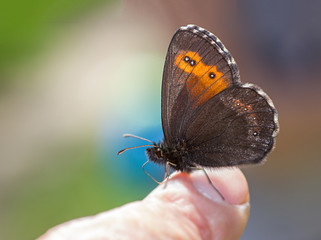 erebia neoridas