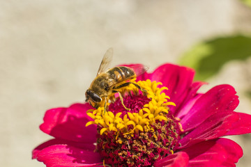 bee sitting on a red flower, macro