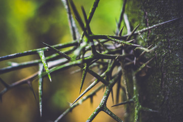 Spines