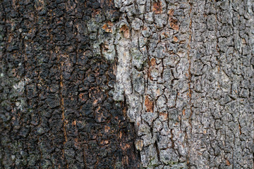 texture of the brown bark of a tree, tree bark texture background