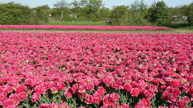 Campagna in Olanda fioritura dei tulipani