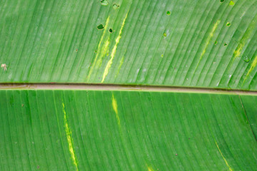 Abstract striped natural background, Details of banana leaf