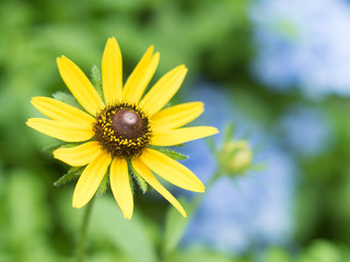 ルドベキア・タカオ