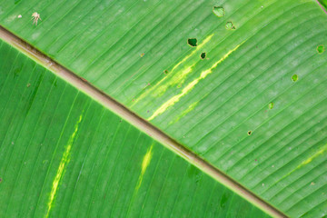 Abstract striped natural background, Details of banana leaf