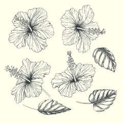 Vector vintage set of tropical flowers and leaves isolated on white. Hand drawn botanical illustration of hibiscus in engraving style. Black and white sketches of natural element for floral design. © mashikomo