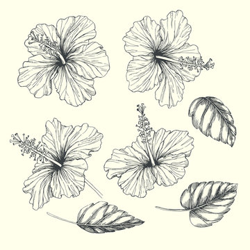 Vector vintage set of tropical flowers and leaves isolated on white. Hand drawn botanical illustration of hibiscus in engraving style. Black and white sketches of natural element for floral design.