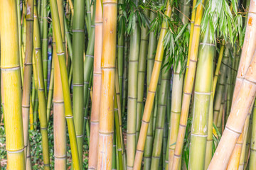 Obraz premium Colorful Grove of Dense Bamboo Reeds