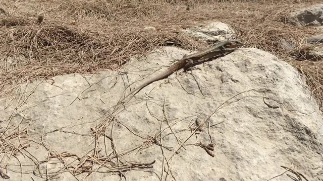 Gran-Canaria-Rieseneidechse, Kanareneidechse, Gekko
