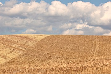 Abgeerntetes Getreidefeld mit Fahrspuren vor blauem Himmel mit wei&szlig;en Wolken