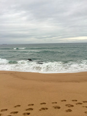 Ocean Waves