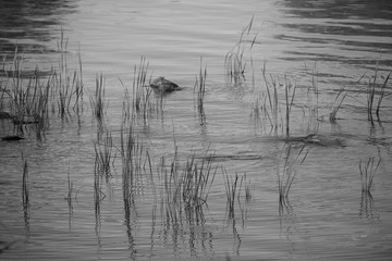 une lac