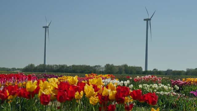 Campagna in Olanda fioritura dei tulipani