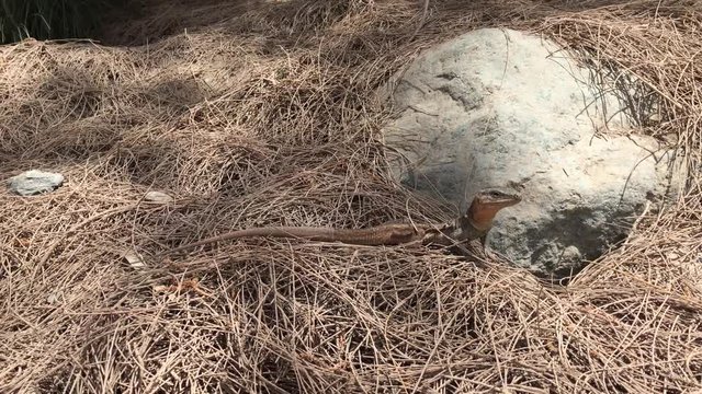 Gran-Canaria-Rieseneidechse, Kanareneidechse, Gekko