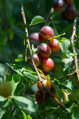 Cluster of purple mirabelle plums among leaves on a tree