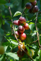 Cluster of purple mirabelle plums among leaves on a tree