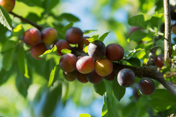 A cluster of purple mirabelle plums on a branch of a plum tree
