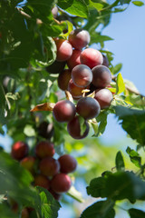 A bunch of purple mirabelle plums on a plum tree - against blue sky
