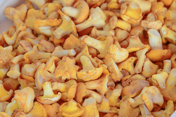 Pfifferlinge frisch vom Markt