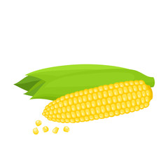 Bright vector collection of colorful yellow corn isolated on white