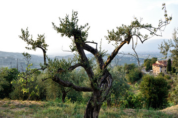 The hill of Tuscany, paradise is next /Tuscany My country My love