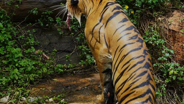 Bengal tiger eating meat and swimming in pond