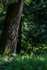 Sun rays hitting a tree in forest (Goransko jezero, Bosnia)