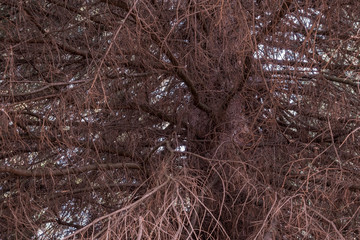 Dead white spruce tree