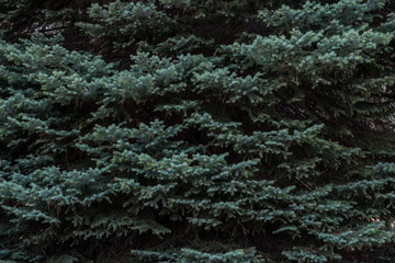 Fototapeta na wymiar White spruce tree with pine needles 