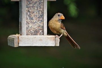 A single female cardinal bird is perching on the wooden feeder enjoy eating and watching on the dark green garden background, Summer in GA USA.