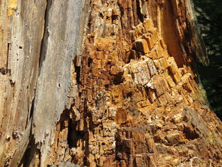 Texture of wood inside an old stump. The rest of the old dried tree. 