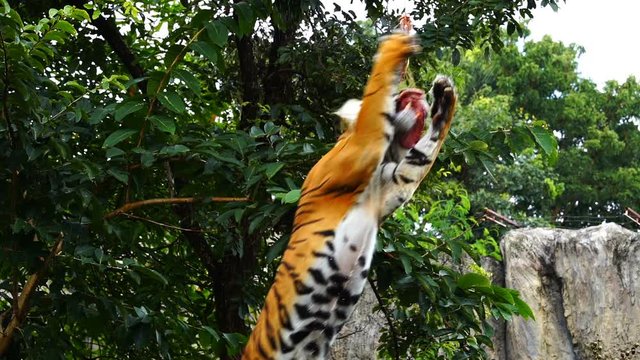slow-motion of Bengal tiger jumping to eat meat