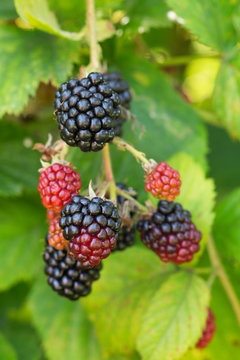 ripen on a bush in a blackberry orchard.