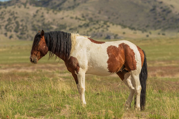 Fototapeta na wymiar Majestic Wild Horse in Utah
