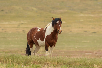 Naklejka na ściany i meble Majestic Wild Horse in Utah