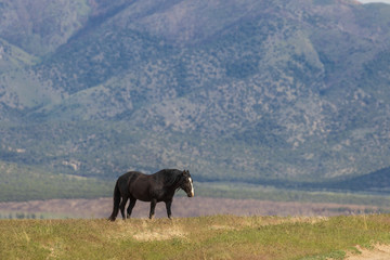 Majestic Wild Horse in Utah