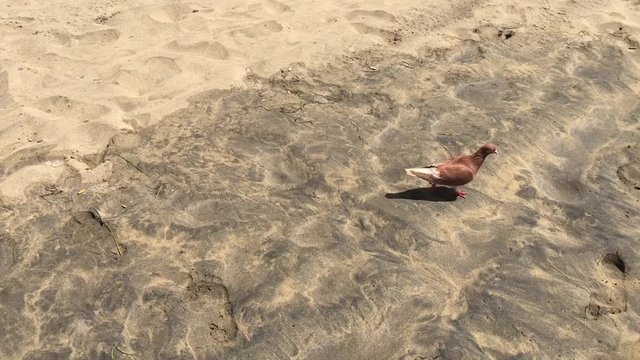 Taube am Strand