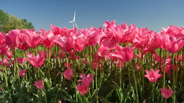 Campagna in Olanda fioritura dei tulipani