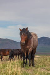 Majestic Wild Horse in Utah