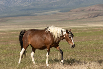 Obraz na płótnie Canvas Majestic Wild Horse in Utah