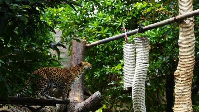 Slow-motion of leopard looking meat