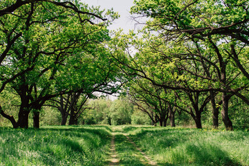 Forest road path spring green