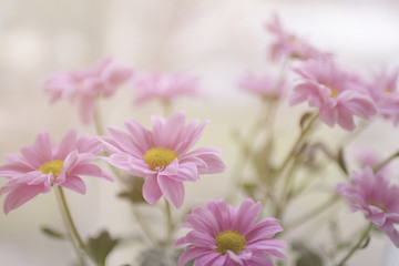Pink flowers close up background
