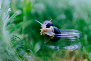 Little snails close up