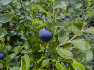 Ripe blueberries in the forest