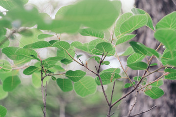 Leaves abstract green