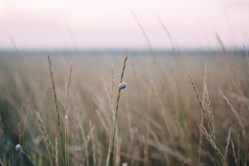 Little snail on grass bokeh