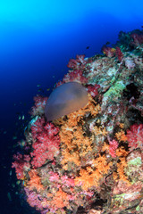 Fototapeta na wymiar Jellyfish floating around next to a bright, colorful tropical coral reef